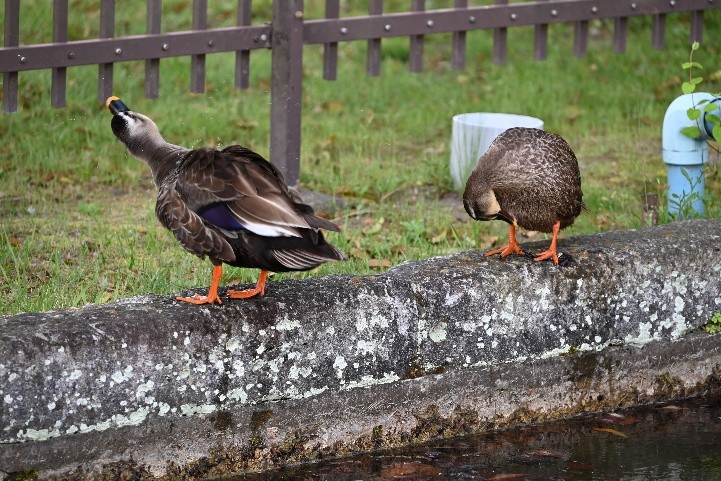 CampSendaiPR's tweet photo. 【🐦＜第５話＞仙台カルガモ物語🐦】
お久しぶりです😃

今日も元気にモグモグお食事🍚
そしてバシャバシャ水浴び💦

気持ちよさそうな朝のカルガモたちに癒されました✨

＃自衛隊　＃仙台　＃カルガモ　＃癒し https://t.co/d7Id2O8Z3K