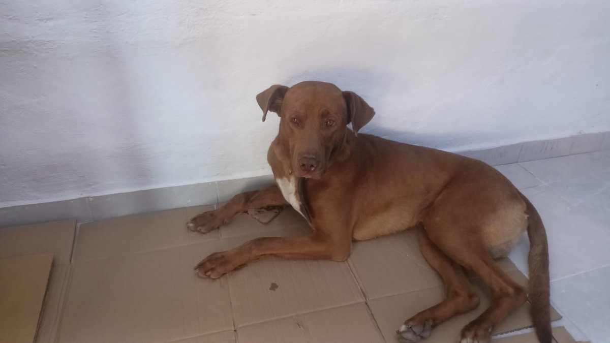 MascotasSismo's tweet photo. Se busca a su familia: Reportan perro color café, mancha blanca en el pecho, talla grande, collar café. Posiblemente lastimado, está frente a la delegación de Jesús del Monte en Huixquilucan, Edo. Mex. No fue resguardado cuando recibimos el reporte. 11/mayo/26
@AdoptameNaucal1 https://t.co/PIuzvvIihh