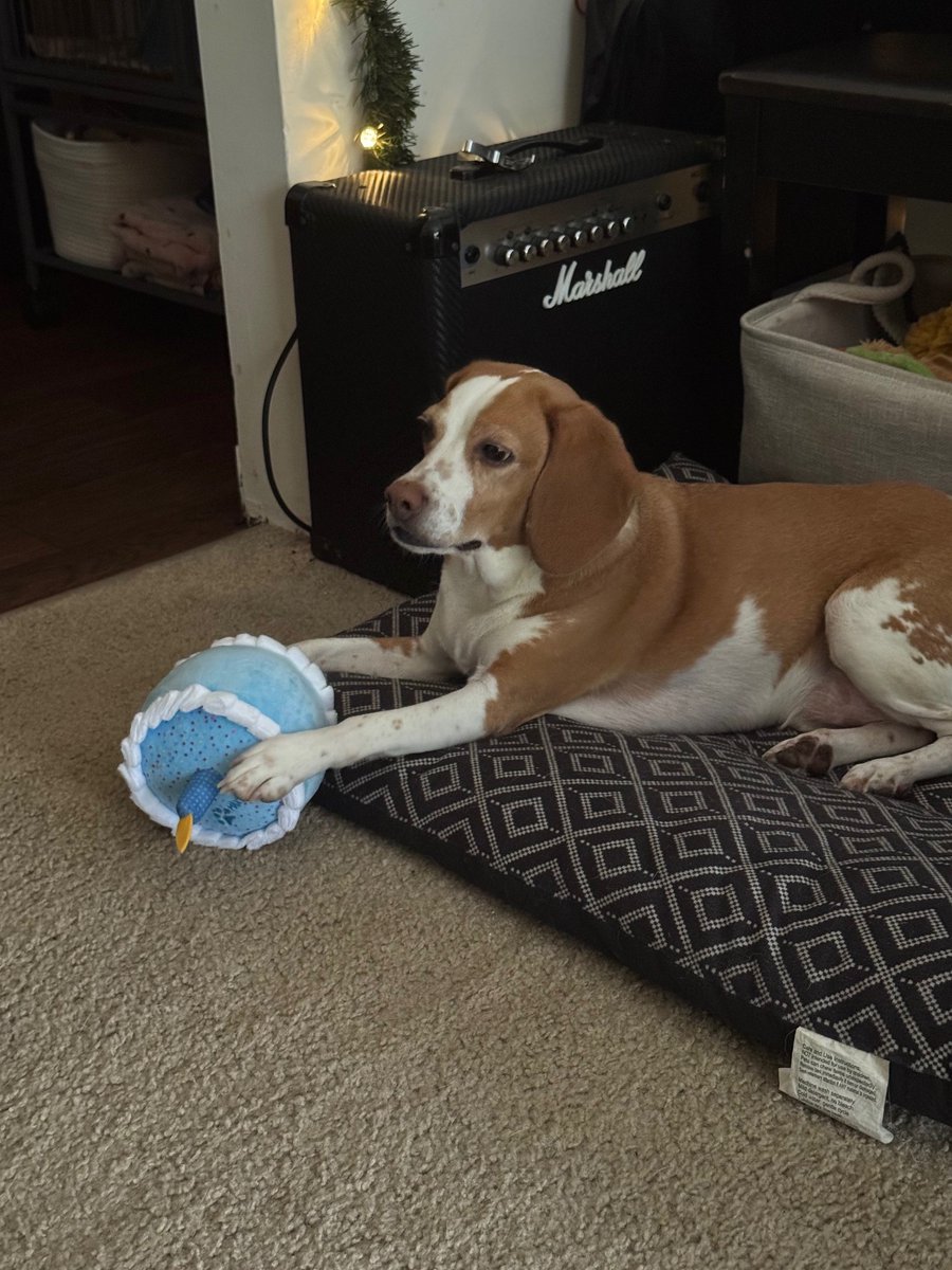 BONESbeagles's tweet photo. From a late-night emergency to a walk down the aisle! 💍Hugo’s journey started at B.O.N.E.S. as a surrender with an IVDD crisis. A vet tech stepped up to foster him. 14 months later, he was officially ADOPTED! The best part? Hugo will be the ring bearer in his parents' wedding! https://t.co/yiTwwY60OD