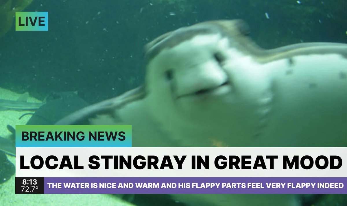 Rays The Roof tweet media