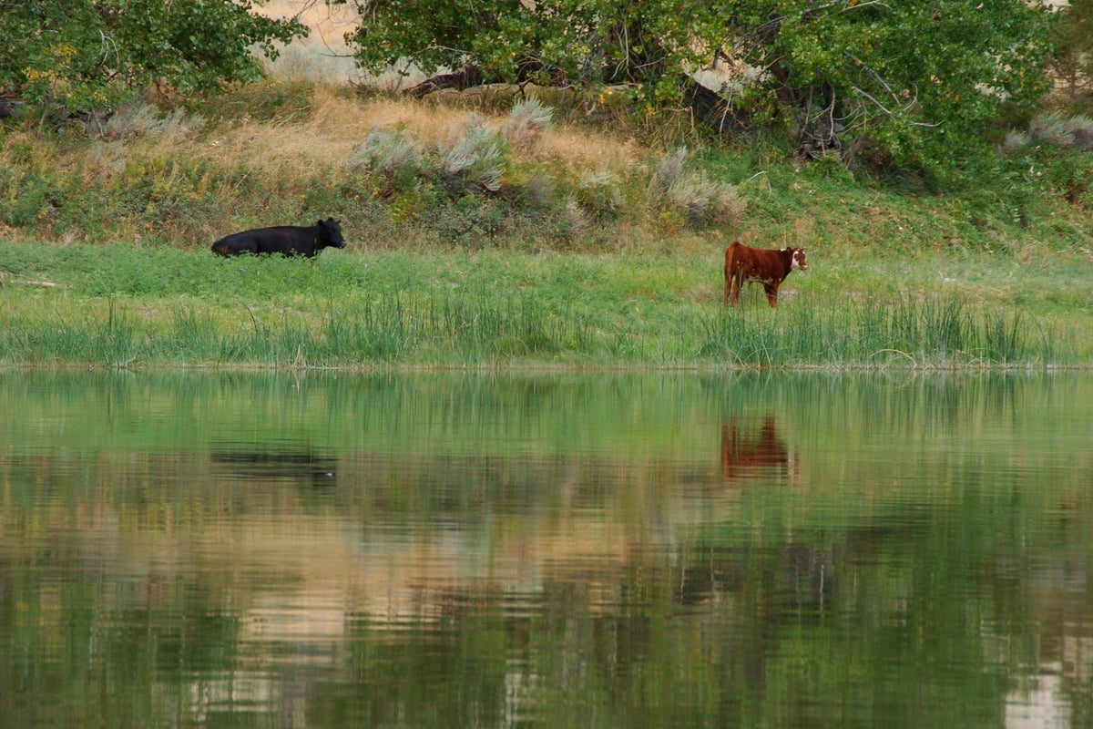 Trump administration cancels rule that made conservation a 'use' of public lands trib.al/AedkE0k