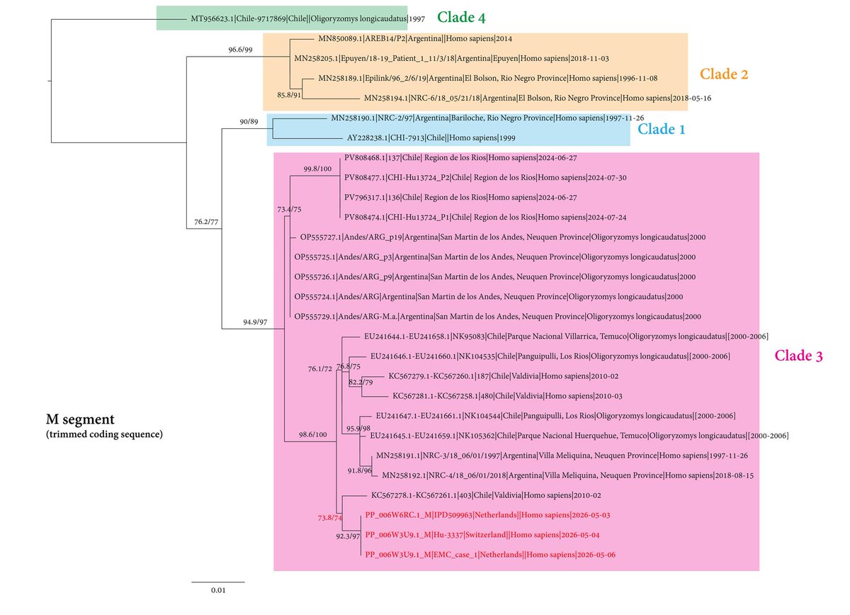 Sayedabdelwhab's tweet photo. Hantavirus:
- 2010 Chile isolate closest match
- 2018 Argentine NRC 3 4 closest complete genomes
- 2026 cruise virus Clade 3 distinct from 2018/2019 super spreader Clade 2
- Rodent lineages indicate repeated spillovers
https://t.co/9fg6ujmQI0 https://t.co/pSdA5dHDdo