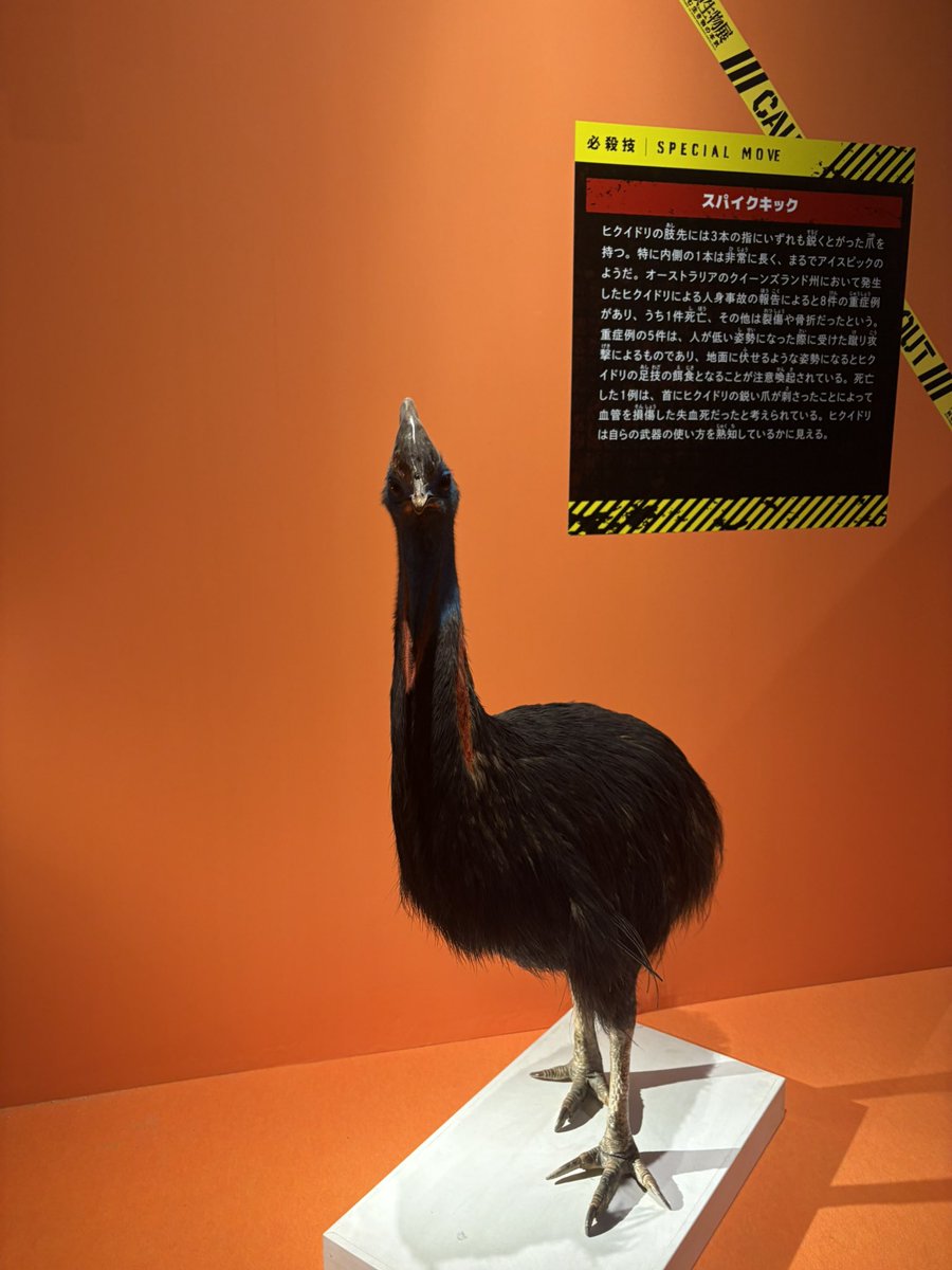 uriko5601's tweet photo. GW引き篭りだったので少しお出かけ🎈

超危険生物展へ行ってきました！
生き物全般が好きなのでもう大満足✨
推しのヒクイドリを何枚も激写してしまった🤣 https://t.co/5I10Vl62zL