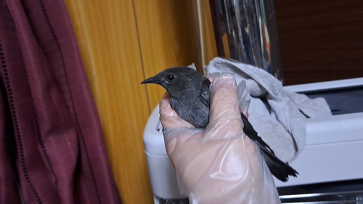 おりょう tweet media