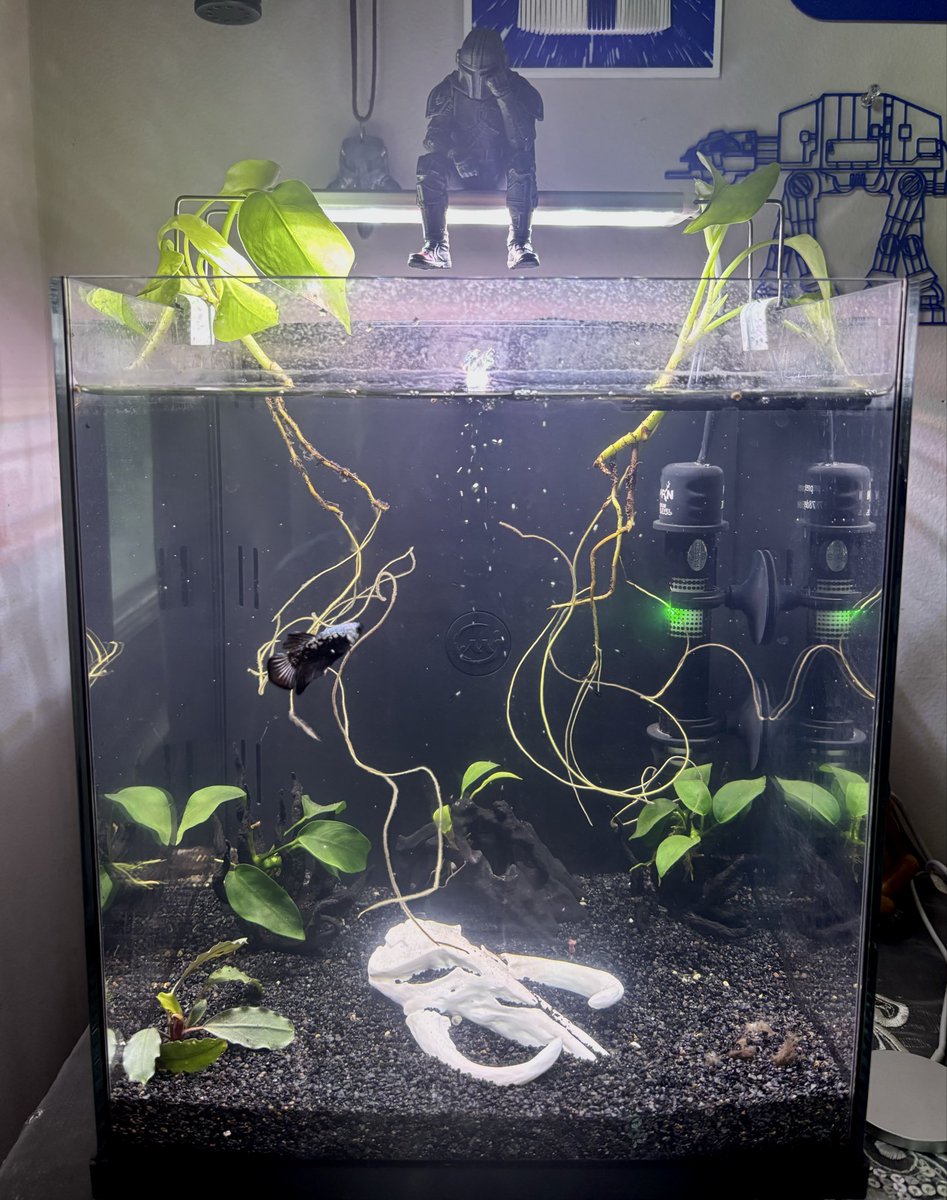 StrawD0g_'s tweet photo. Can’t wait to add my red root floaters, and other red plants to my tank. 

Featuring;
Beskar, the samurai betta
Jango, the larger mystery snail
Boba, the small mystery snail https://t.co/LYfRkjy3Ht