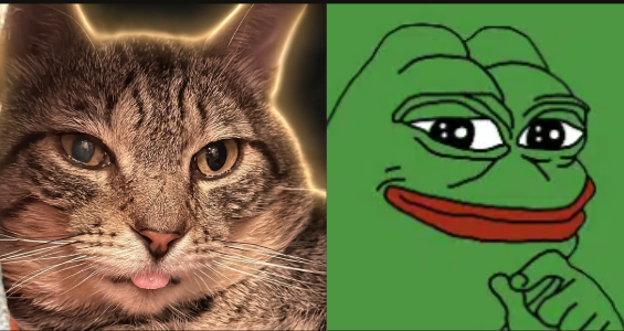 ChivalDev's tweet photo. Best Friends, one of the biggest animal shelters in the US, just received a cat literally named Pepe… and she actually looks like Pepe the Frog 😭🐱🐸 

Perfect trenches lore. 
 ❤️ 

https://t.co/35mFQHvulO
👉https://t.co/m6986NxHVt https://t.co/j3y37g7OAv