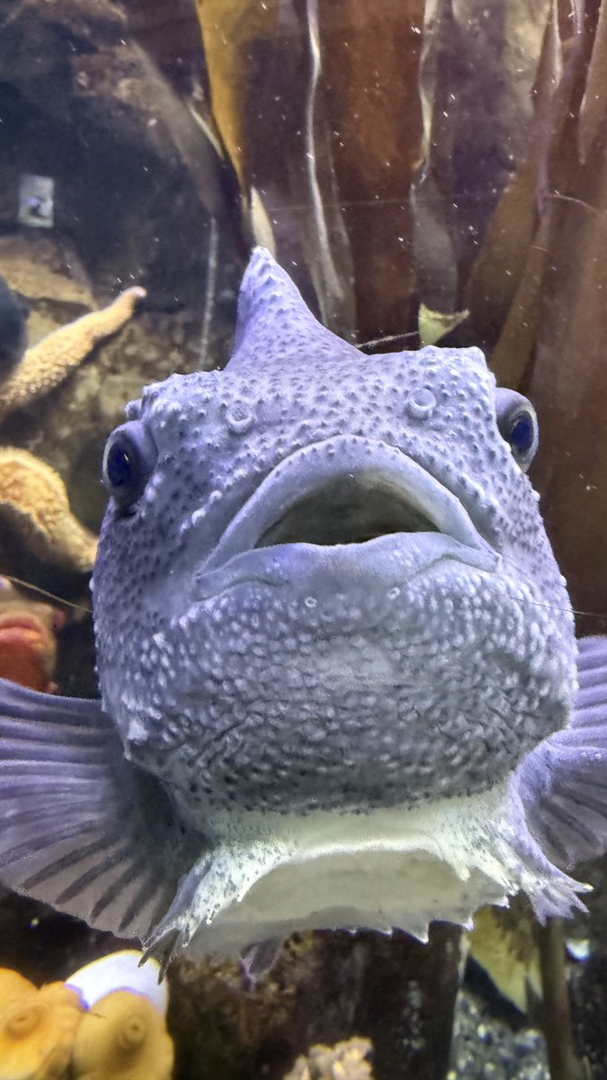 JorgeRV54's tweet photo. Denver aquarium https://t.co/AIUnZOS868