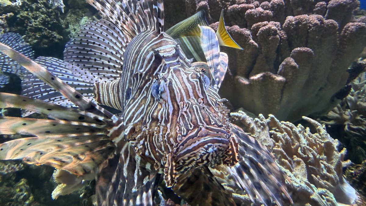 JorgeRV54's tweet photo. Denver aquarium https://t.co/AIUnZOS868