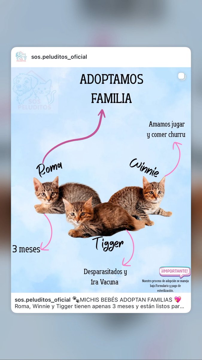 Manugarc05's tweet photo. 🐾MICHIS BEBÉS ADOPTAN
FAMILIAS
Roma, Winnie y Tigger tienen apenas 3 meses y están listos para llenar un hogar de amor, travesuras y muchísimos ronroneos
⬇️ https://t.co/cQhleQ9jTS