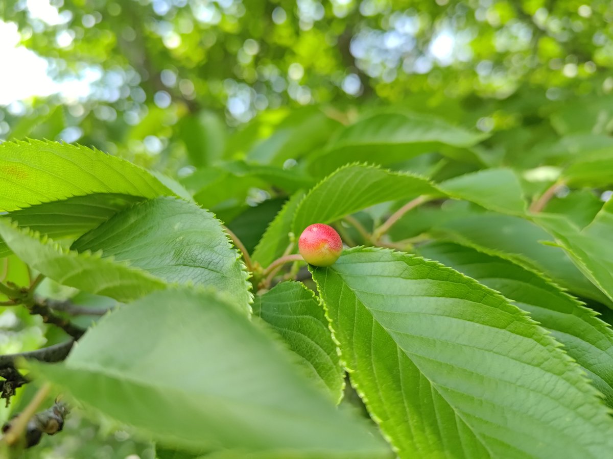 toseibito's tweet photo. 2026/05/12を生きる。

桜に実がつくのを初めて知った。

#キリトリセカイ
#ファインダー越しの私の世界
#写真好きな人と繋がりたい
#自律神経失調症
#パニック障害
#暴露療法
#イマソラ
#空
#雲
#lifeisrhythm
#dayinthelife
#photooftheday https://t.co/DCrJt4j4Xz