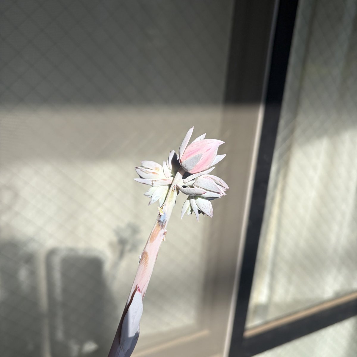 Tomgr13's tweet photo. 【エケベリア　カンテ】
あまりにもたくさんの花がついていたので、すこし選抜させていただいて、、、
もうすぐ咲きそう👍
しかし巨大です。これ咲かせたら株やられそうで怖い😱
#Echeveria #cante #エケベリア　#カンテ https://t.co/Rnqsvxxi3F