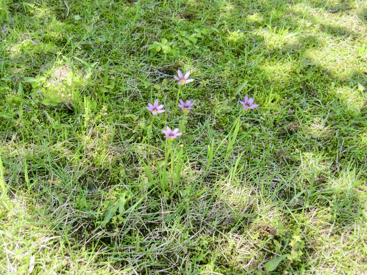 takuya_akiyama's tweet photo. 2026/05/12 #お散歩写真
CANON IXY510IS
#CANON #IXY #IXY510IS https://t.co/Z9P9xWwzf9