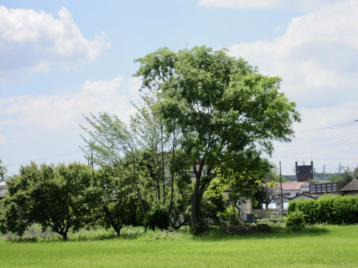 takuya_akiyama's tweet photo. 2026/05/12 #お散歩写真
CANON IXY510IS
#CANON #IXY #IXY510IS https://t.co/Z9P9xWwzf9