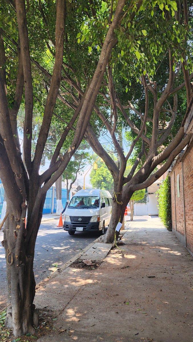 MaIsabelOlivaM1's tweet photo. Las podas concluidos en día de hoy en calle Condor Los Alpes. Luego de estar en un Martes Obregonense!!! Los vecinos agradecen la atencion...Felicidades!!!alvaro Dirección de Obras AO
@LopezCasarinJ 
@AlcaldiaAO 
@Carlos_AGH https://t.co/fvyVzgHWv6