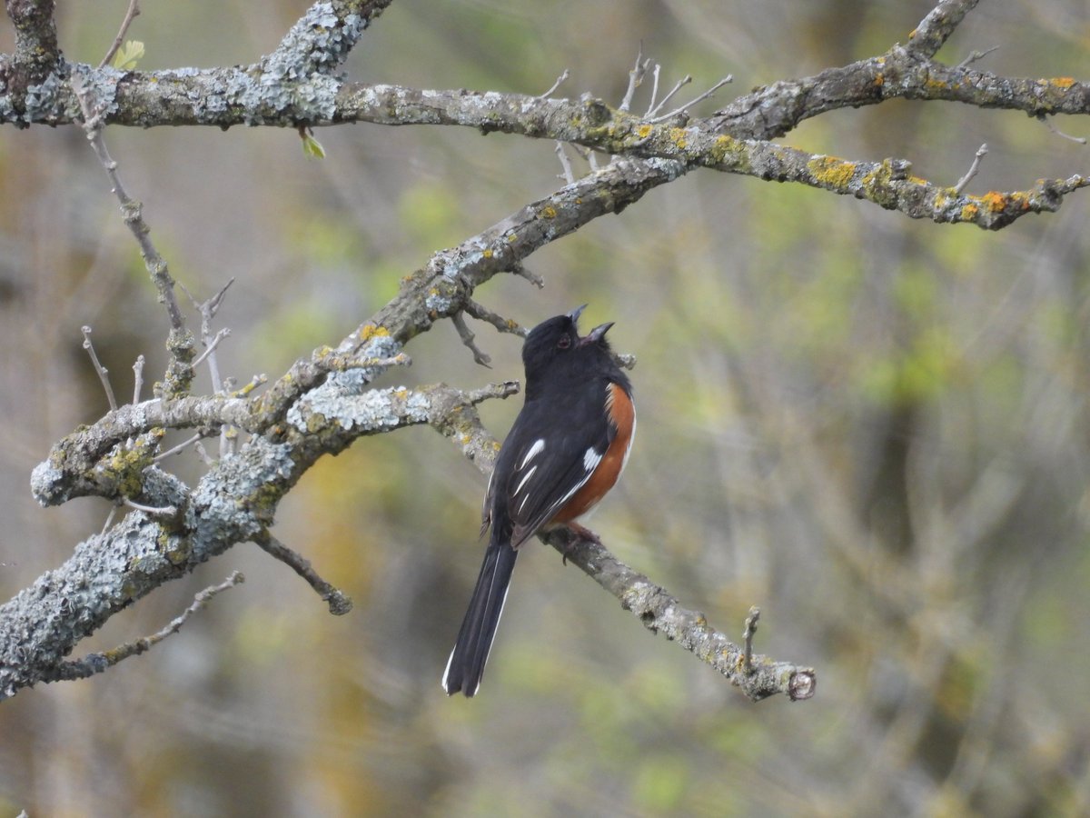 StalestCheerio's tweet photo. bird on stick (yelling) https://t.co/7F6z0n2TdW