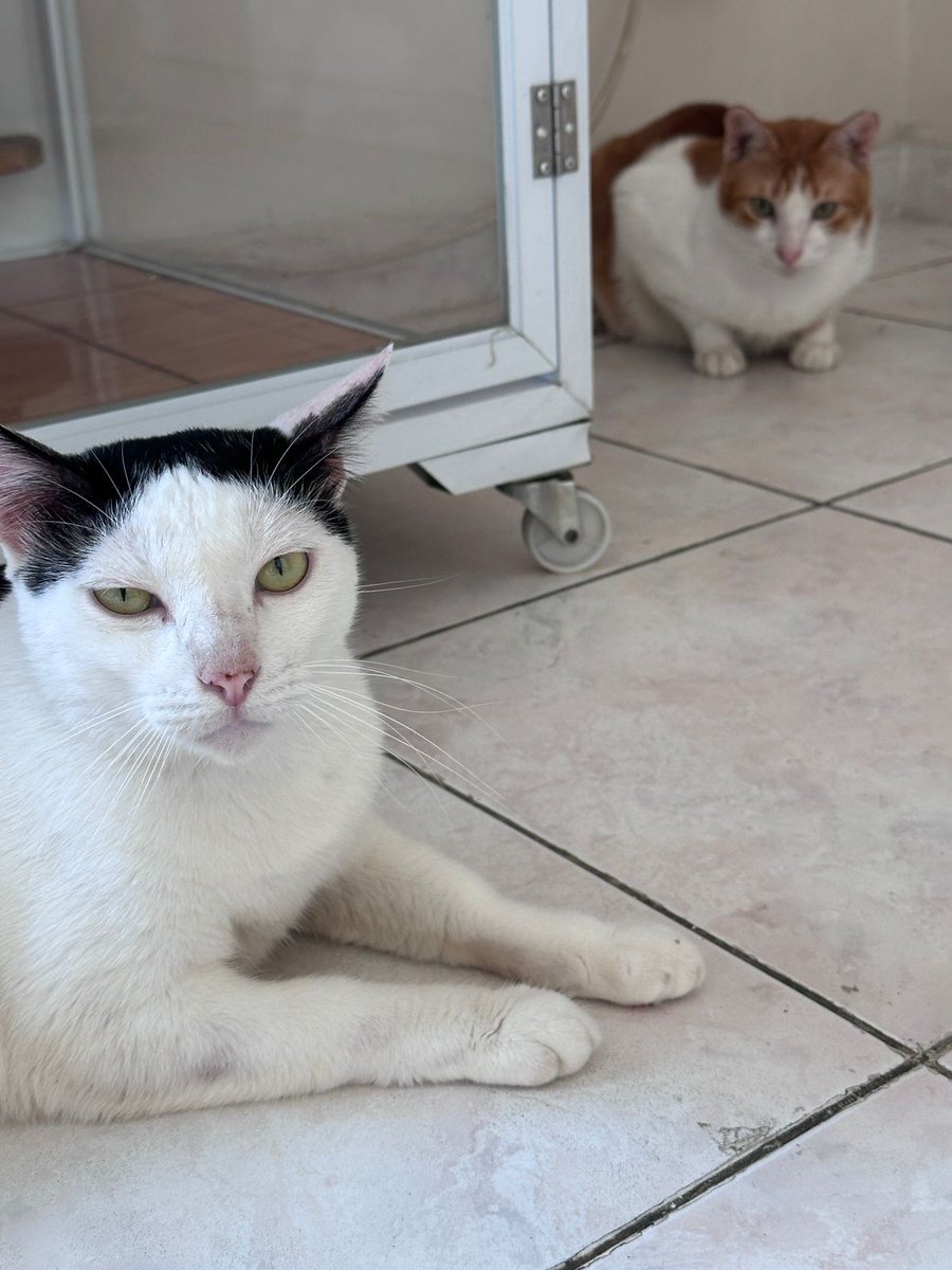 Ganteng-ganteng kucing tweet media
