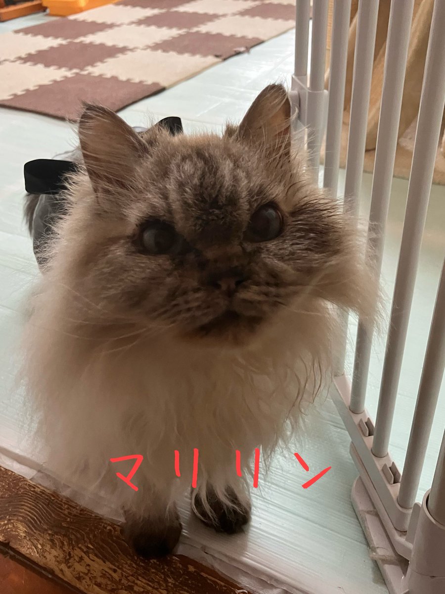 非営利型 一般社団法人 ねこたまご (@nekotamago_) / Posts / X