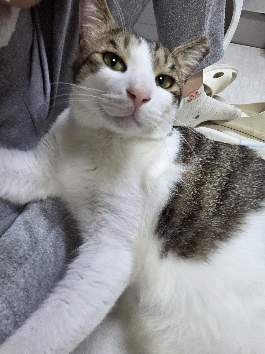 dgu_cat's tweet photo. [입양홍보] 
이름 : 아가
성별 : 남아
나이 : 25년 1월생 추정
사람을 엄청 좋아함.  요즘 부쩍 안겨있으려해요 입양처 찾아요!
#고양이 #고양이입양 #입양처구해요 #입양홍보 #사지말고_입양하세요 #사지말고입양하세요 https://t.co/wRYN6Oz9X6