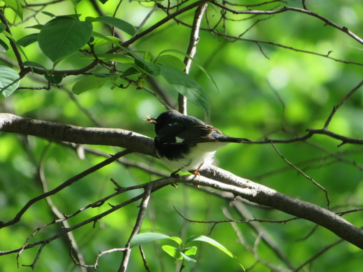 Fabhattan's tweet photo. It’s been a beautiful last few days for birding in #CentralPark #blackthroatedbluewarbler #birdcpp https://t.co/qodwAddPpu