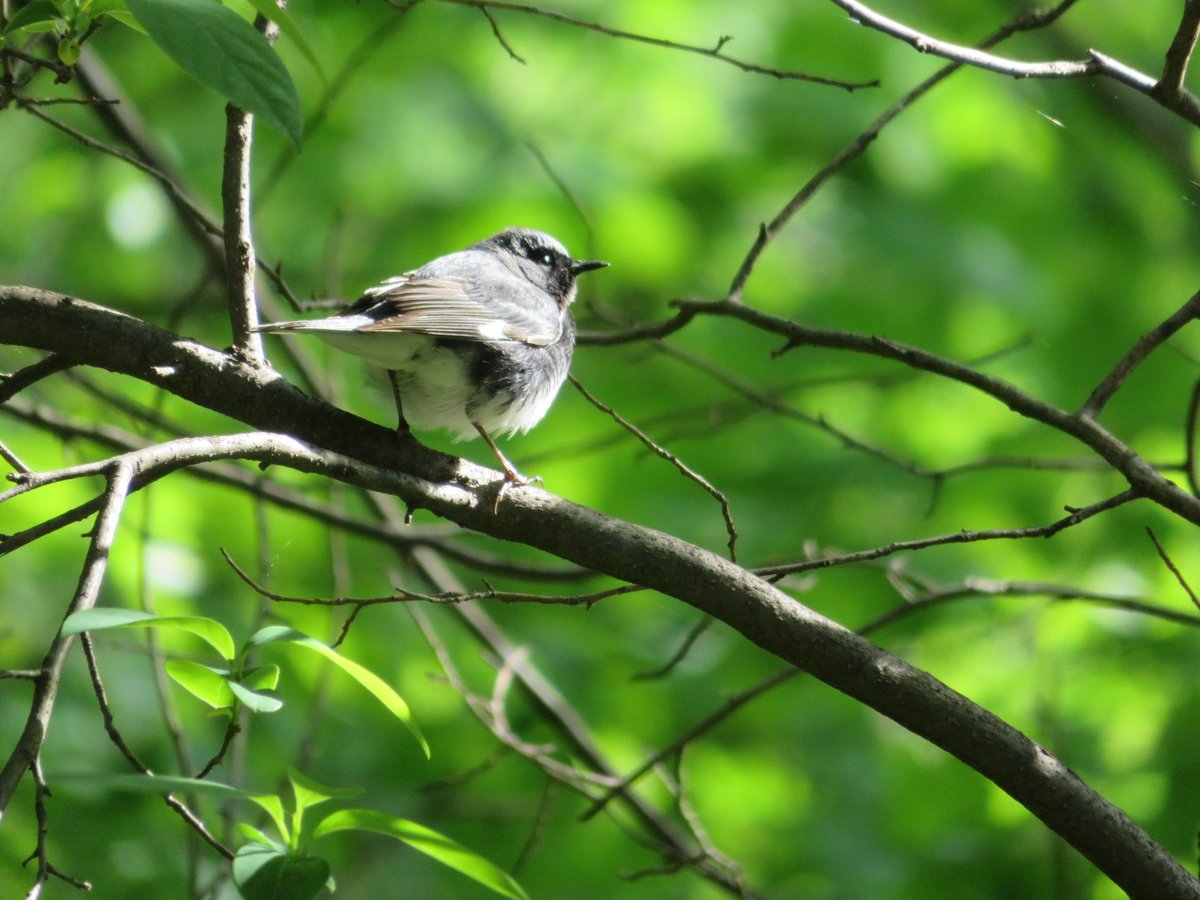 Fabhattan's tweet photo. It’s been a beautiful last few days for birding in #CentralPark #blackthroatedbluewarbler #birdcpp https://t.co/qodwAddPpu