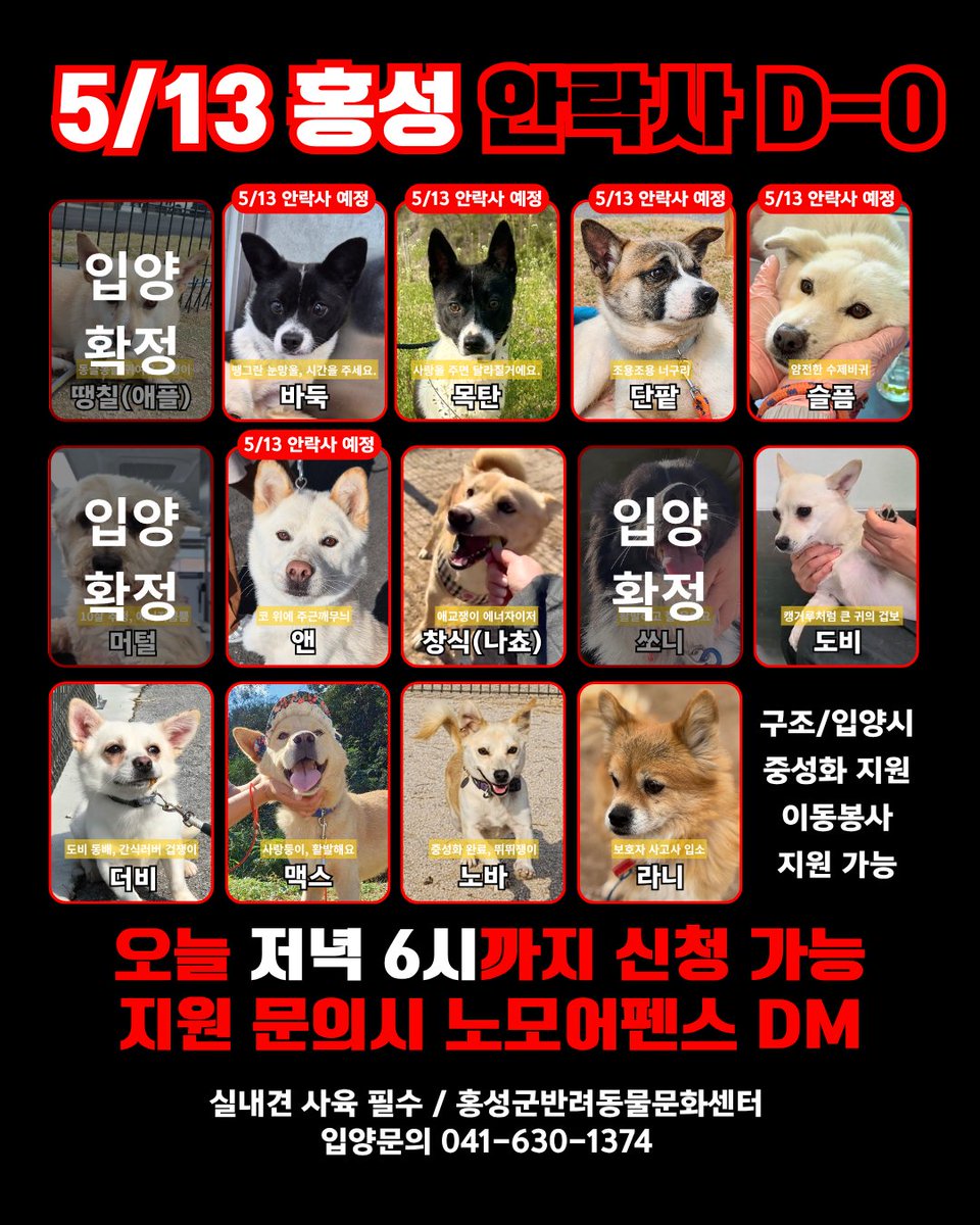 JDthink's tweet photo. 🚨 홍성 보호소 SOS 🚨

오늘 오후 6시까지
구조 되지 않으면
아이들이 안락사됩니다.

🙏 전국 이동 가능, 중성화 지원
🙏 책임임보 가능
사람을 좋아하고,
다른 강아지들과도 잘 지내는 아이들입니다.

정보 및 문의👇
노모어펜스 인스타그램
<홍성군반려동물문화센터>
(041-630-1374 ) https://t.co/E1G6B6WlMS