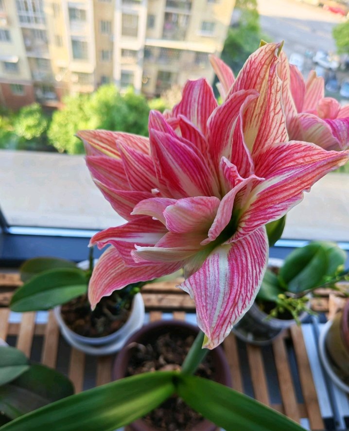 生如夏花(互fo互赞） tweet media