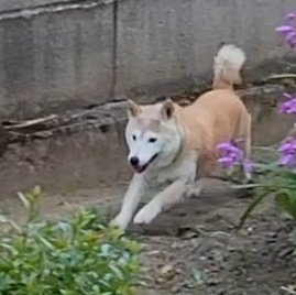 ももまる(母) tweet media