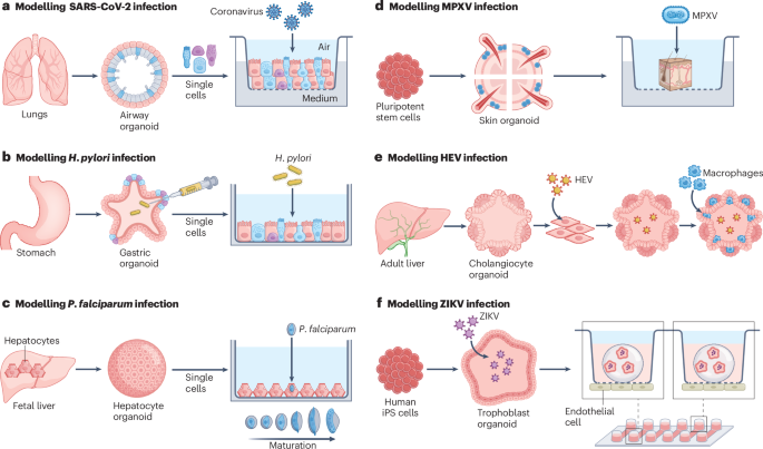 Nature Reviews Bioengineering tweet media