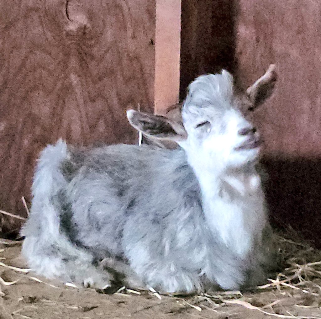 🐐Winston🌈Thatcher🌈Domino, Walnut, Jasper🐐 tweet media