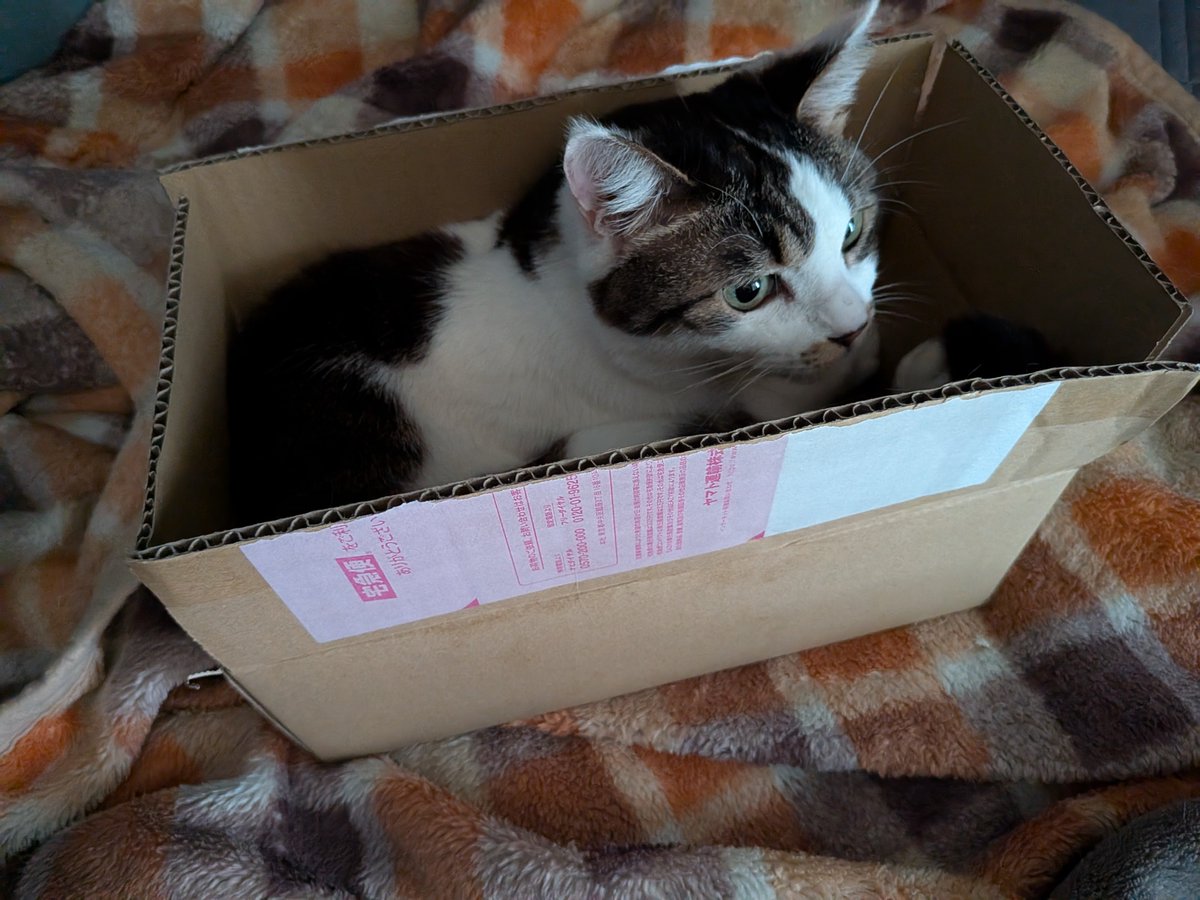 niwakaez's tweet photo. 新しいハーモニカが届いたよ https://t.co/szaB1lYsVR