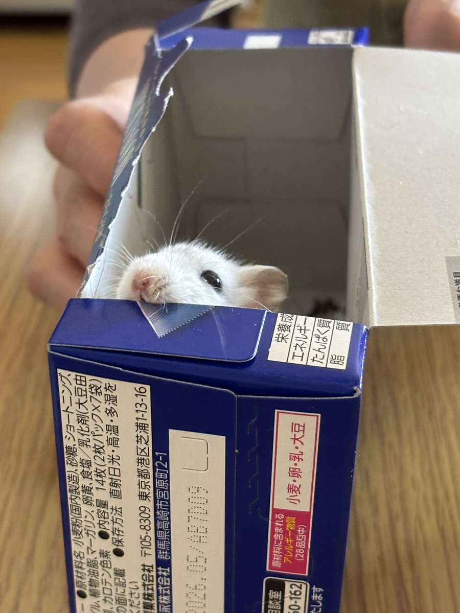 うり坊 tweet media