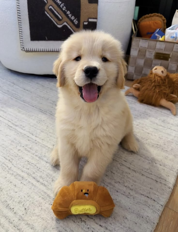 Doglover tweet media