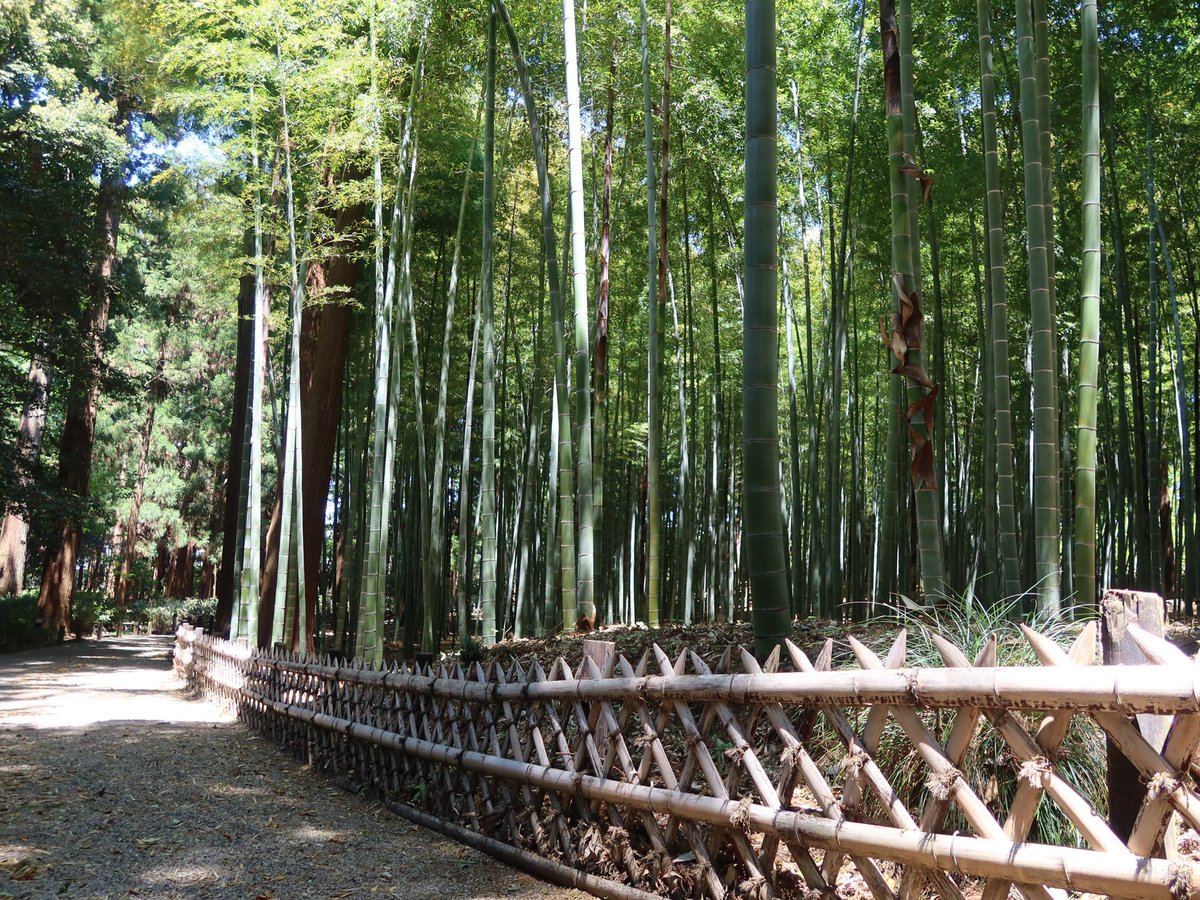 kairakuen_ibrk's tweet photo. 緑が主役の偕楽園散歩🌱

撮影日：5月10日
#偕楽園 #水戸 #茨城 https://t.co/XR58myrBas
