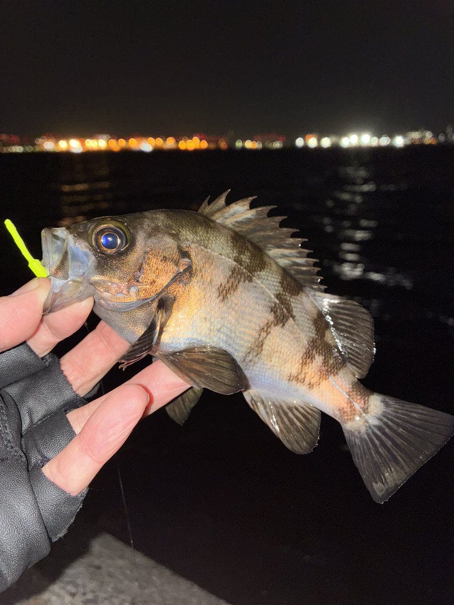 sugar19751124's tweet photo. 昨夜22時〜満潮まで約4時間の夜遊び🎣

開始1時間半はワームをローテーションしても全く当たり無し😢

今日は駄目かなぁ？🤔と考えていたらコンッ！とショートバイトがあり希望の光🤩

メバル1匹
セイゴ5匹

セイゴゲームでしたが楽しめましたー🤣

＃ライトゲーム
＃メバリング
＃フロートメバリング https://t.co/hwUBWCrUgI