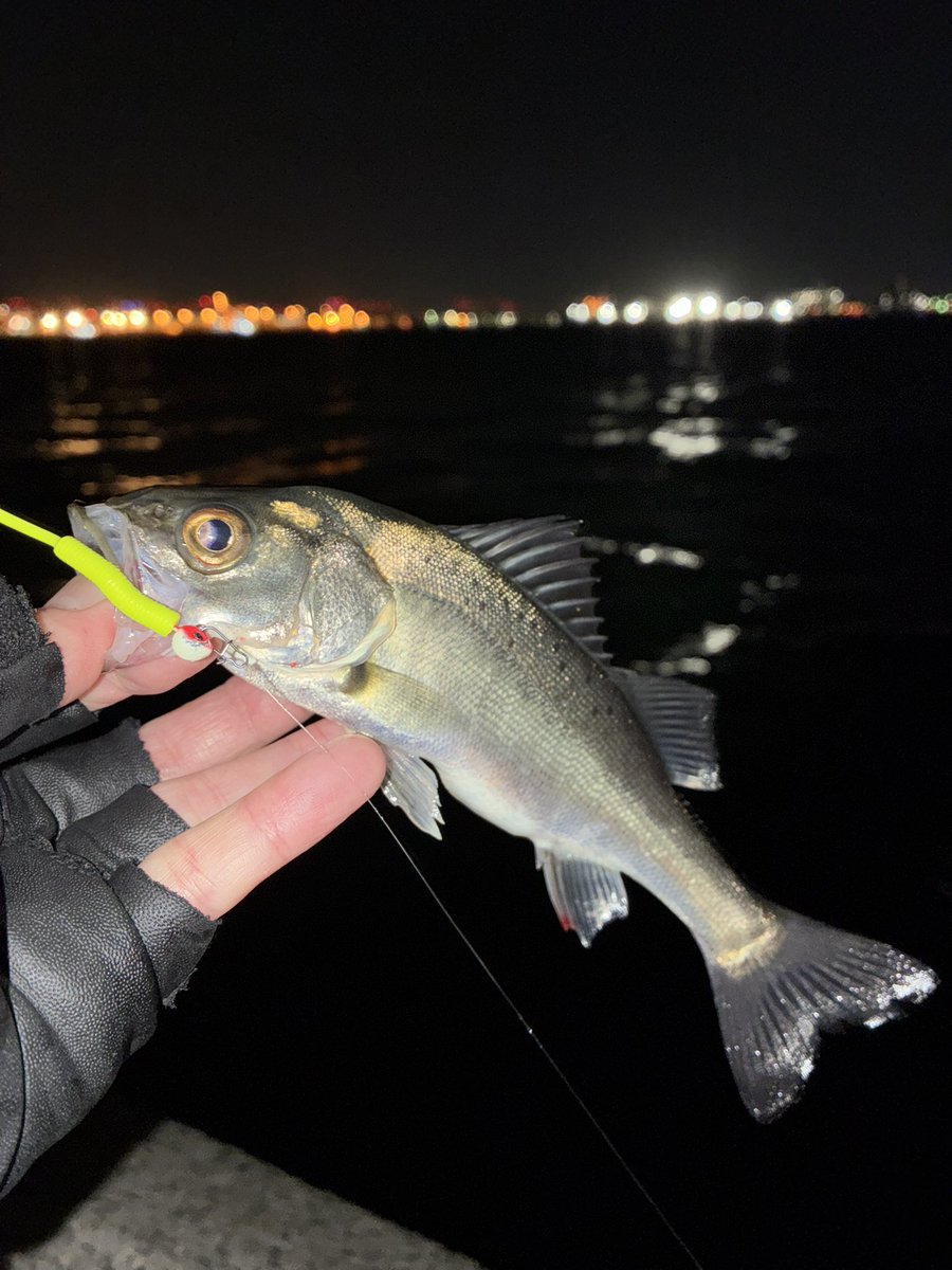 sugar19751124's tweet photo. 昨夜22時〜満潮まで約4時間の夜遊び🎣

開始1時間半はワームをローテーションしても全く当たり無し😢

今日は駄目かなぁ？🤔と考えていたらコンッ！とショートバイトがあり希望の光🤩

メバル1匹
セイゴ5匹

セイゴゲームでしたが楽しめましたー🤣

＃ライトゲーム
＃メバリング
＃フロートメバリング https://t.co/hwUBWCrUgI