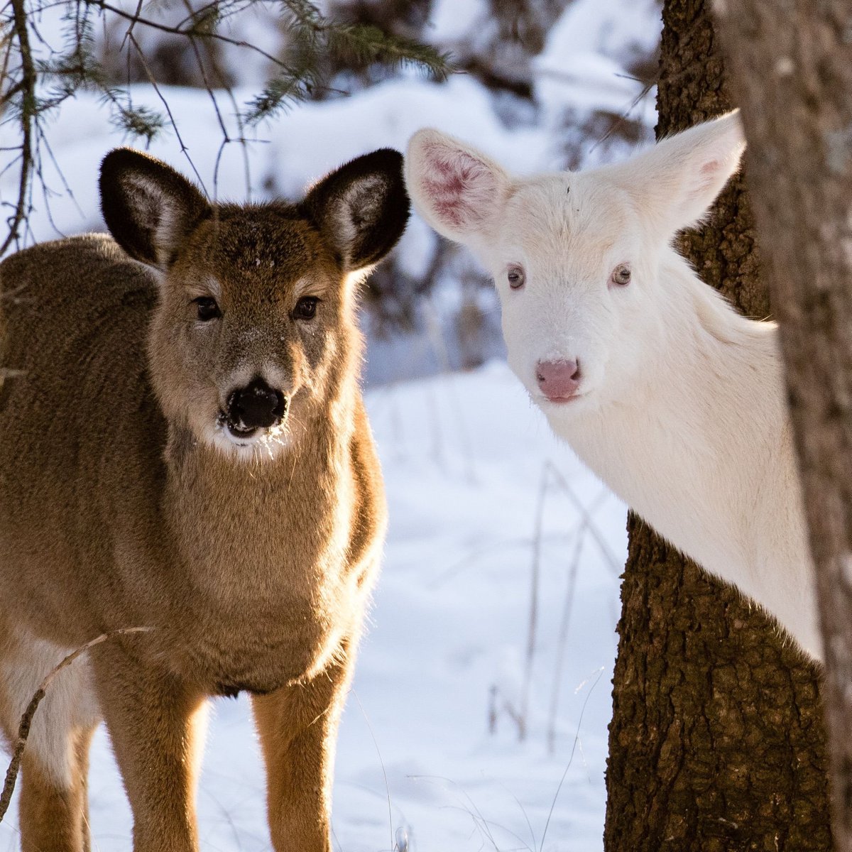 one of many deer tweet media