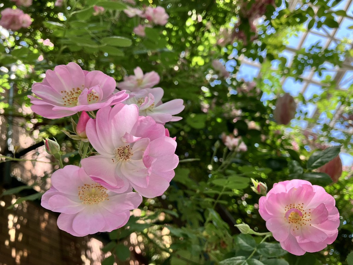 Climbing Rose #Chemimi #touring