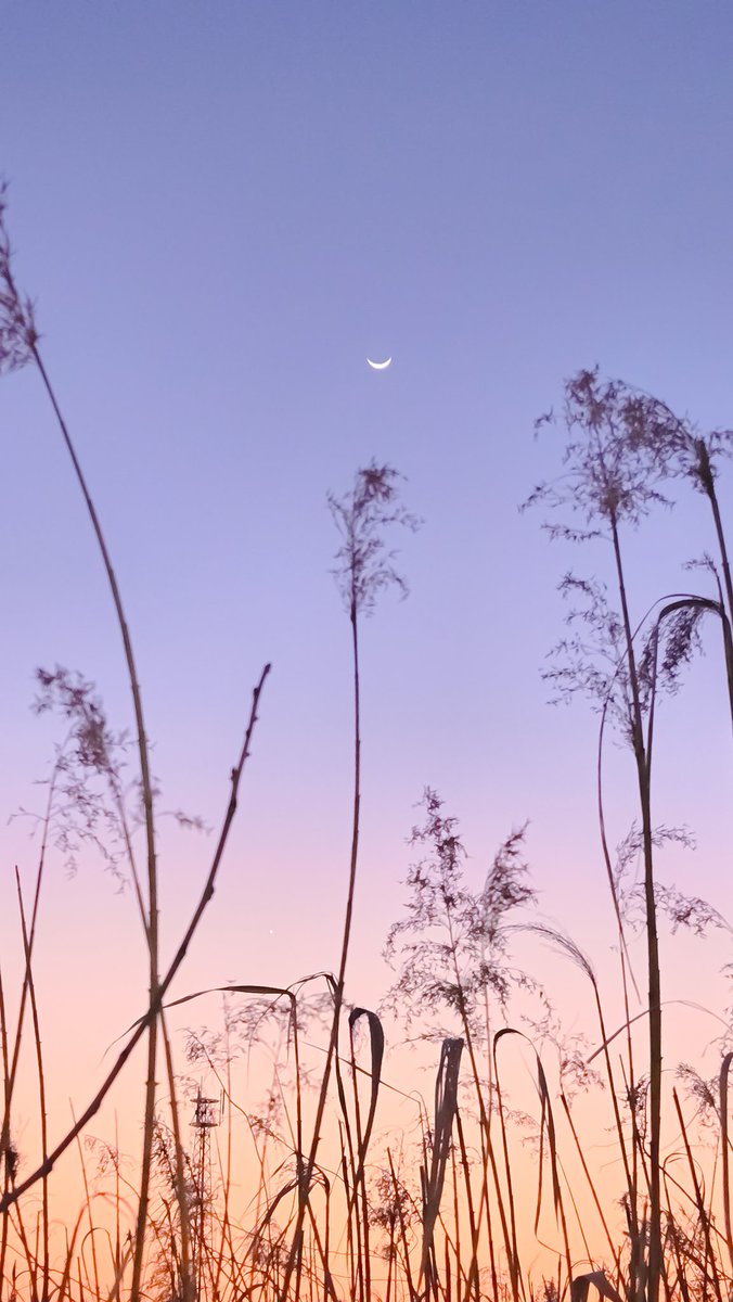 sa6316's tweet photo. 月🌙 https://t.co/rmuf71LLiN