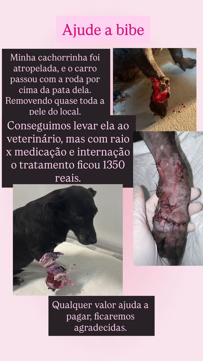 sergipe666's tweet photo. 🚨Pessoal a cachorrinha da minha amiga, Bibe, foi atropelada. Um carro passou com a roda por cima da patinha dela e retirou a pele do local, o tratamento saiu no valor de 1350. Quem puder ajudar para aliviar um pouco os custos agradecemos, qualquer valor ajuda!! 🐾

Pix em baixo https://t.co/7JvOjvNXS6