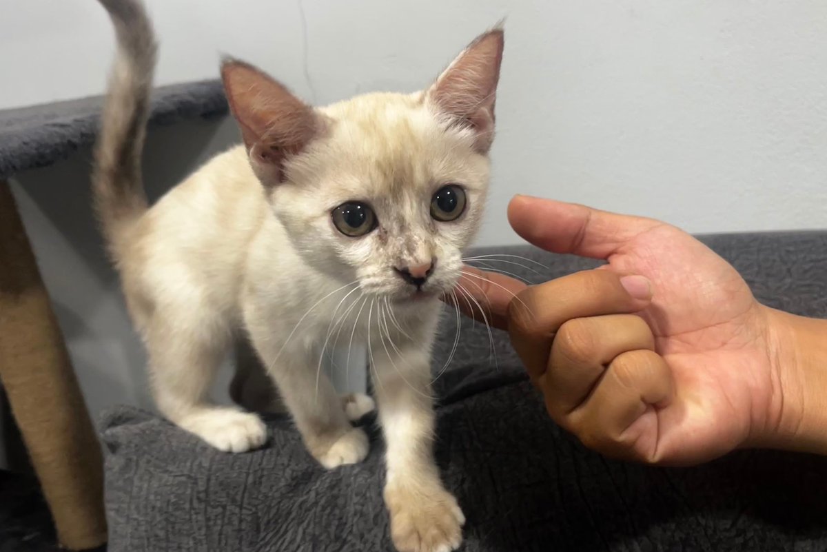 People & Animals Thailand tweet media