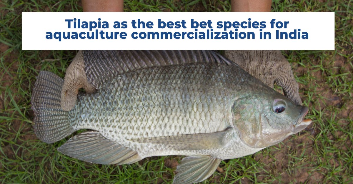 WorldFish tweet media