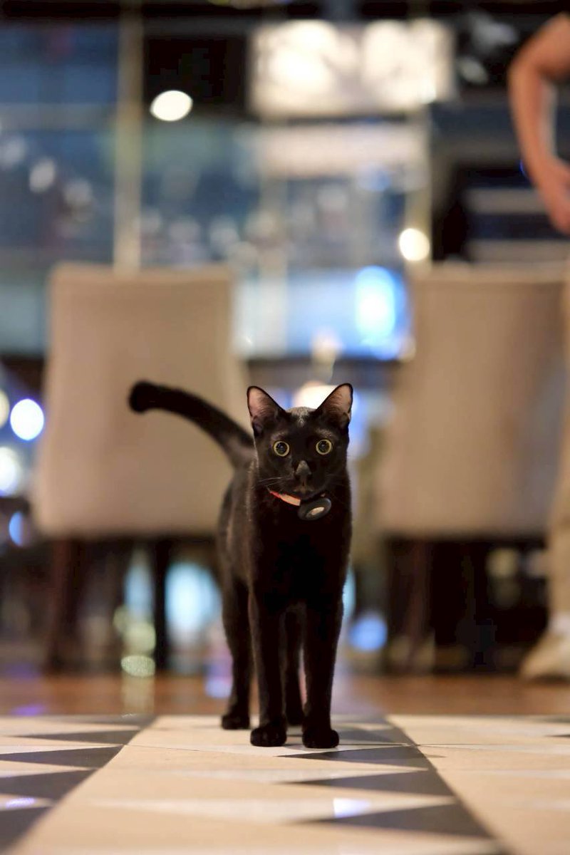 LJP987's tweet photo. A customer did a model photo shoot with Lucky, I know that look, he wants to eat. https://t.co/Q42tKo6dvX