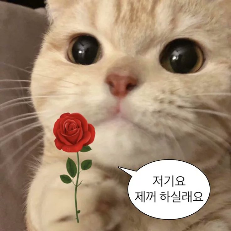 바른 tweet media