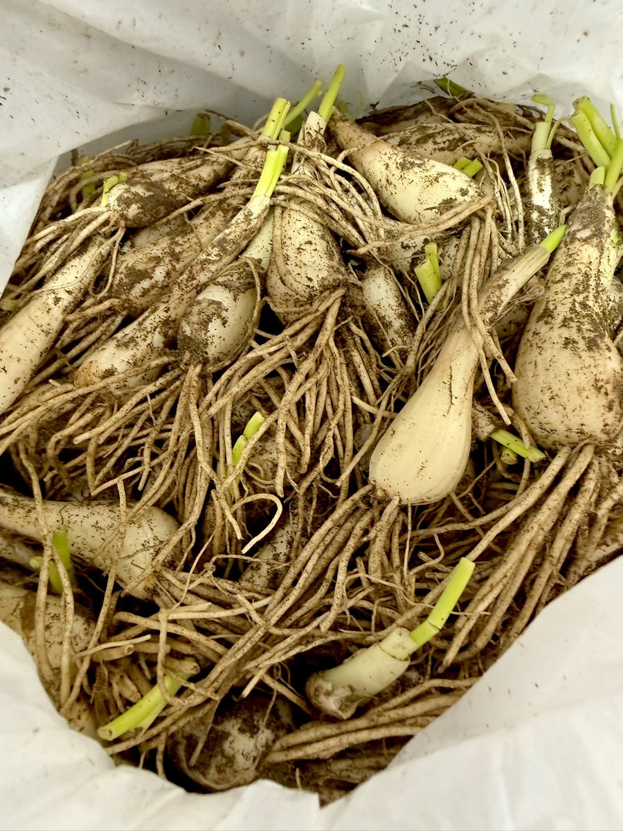 黒潮町の特産品【らっきょう】の季節です‼️ 入野松原付近の砂地で栽培