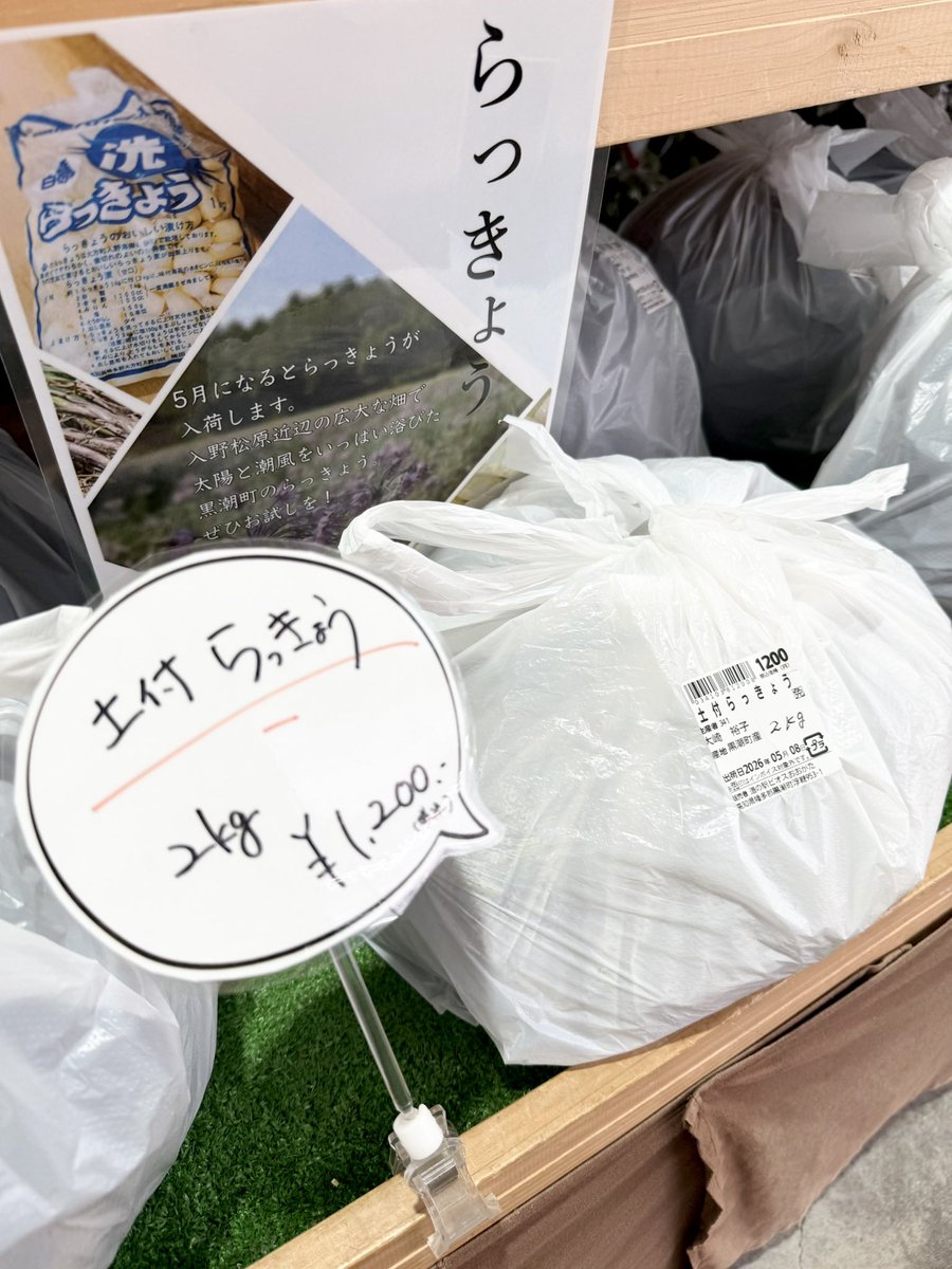 黒潮町の特産品【らっきょう】の季節です‼️ 入野松原付近の砂地で栽培