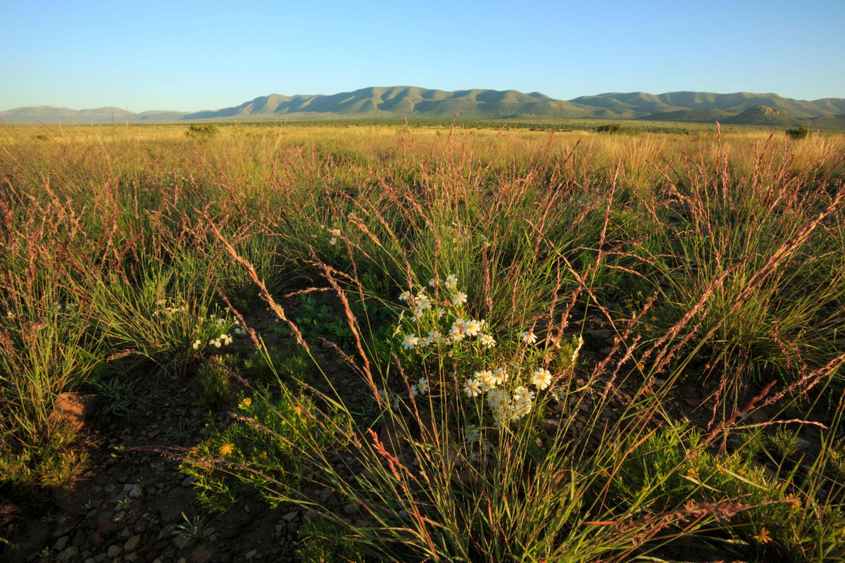 The Nature Conservancy in Texas tweet media