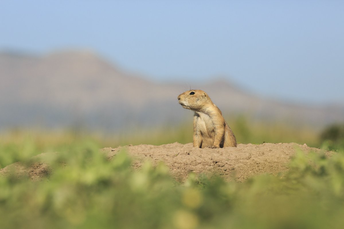 The Nature Conservancy in Texas tweet media
