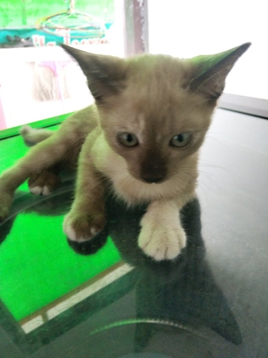 Prem0625351's tweet photo. #ปลวกแดง 
หาบ้านให้น้องครับ อายุ3 เดือน https://t.co/IgLyXqt9hr