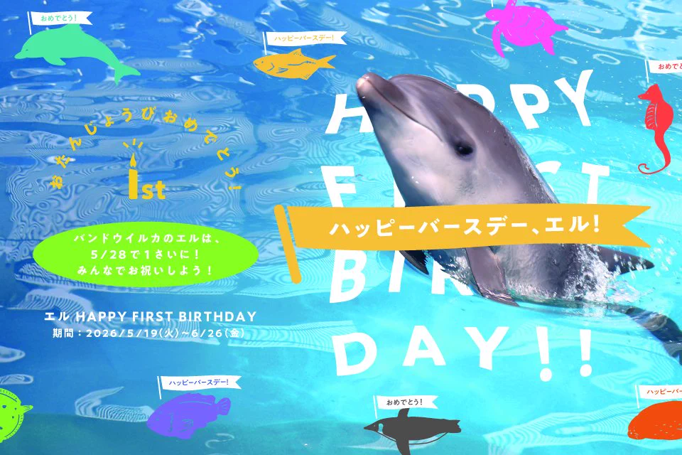 仙台うみの杜水族館公式 on X: 