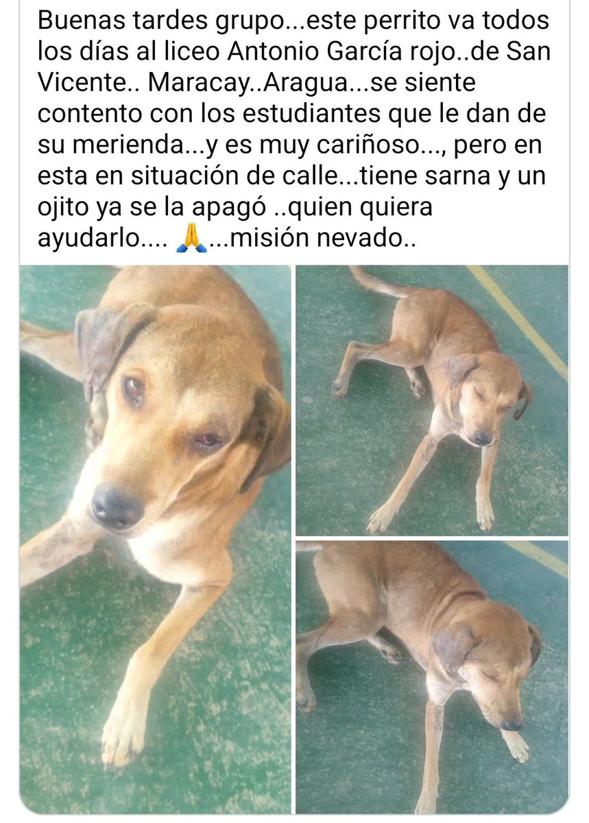PerroUsuario Wof '•' tweet media